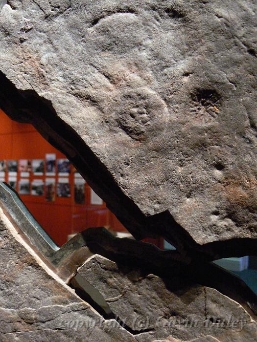 Under the fossilised Ediacaran sea bed, , South Australian Museum P1030631.JPG